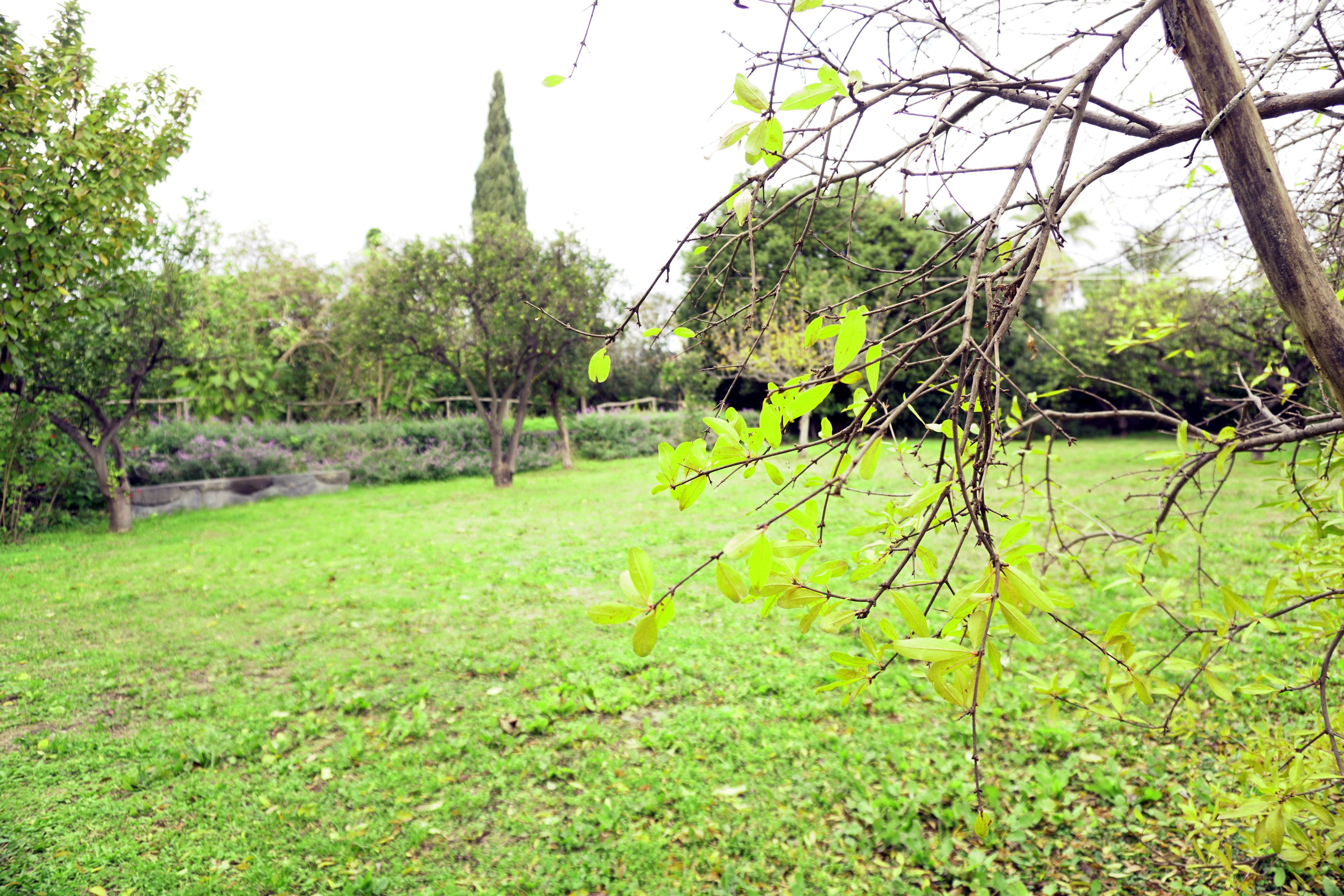 A grassy area with trees and a stone wall in the background.