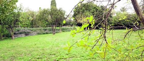A grassy area with trees and a stone wall in the background.
