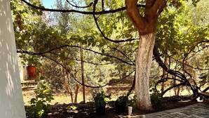 A paved patio with a tree and potted plants.