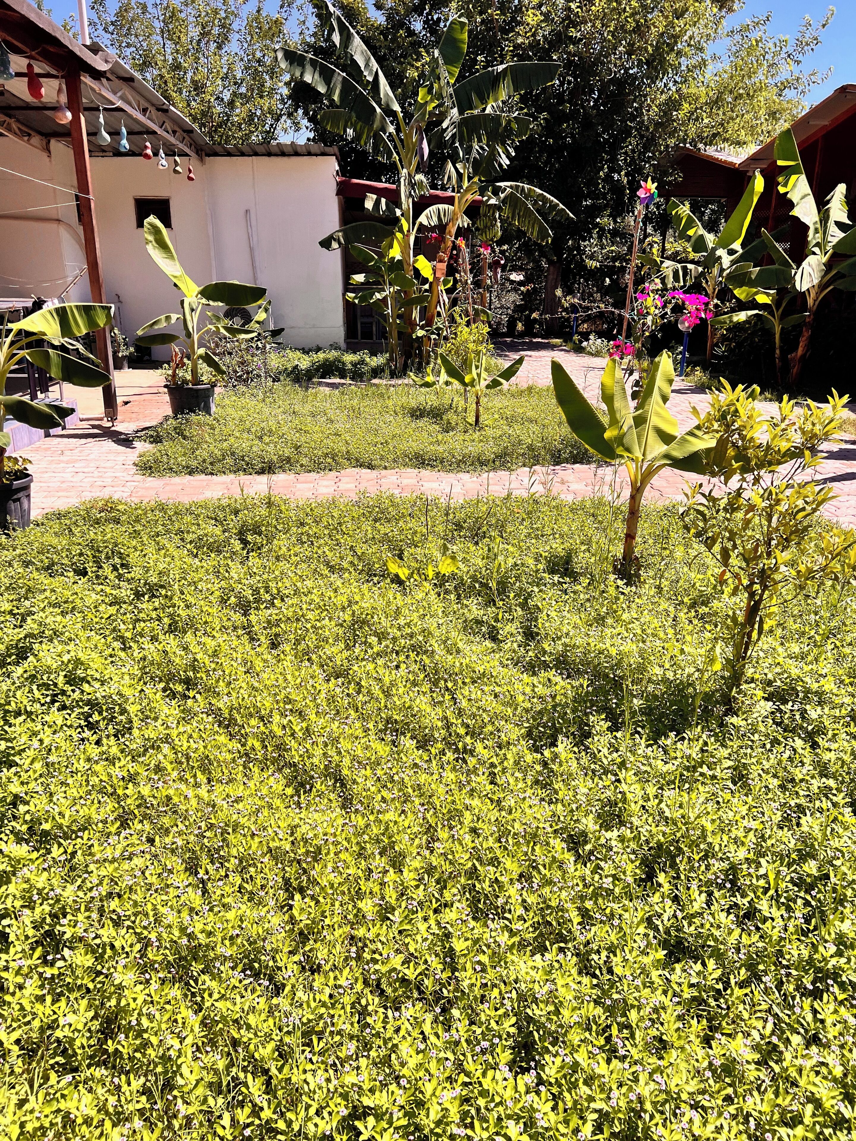 Ein Gartenbereich mit verschiedenen Pflanzen und einem Weg.