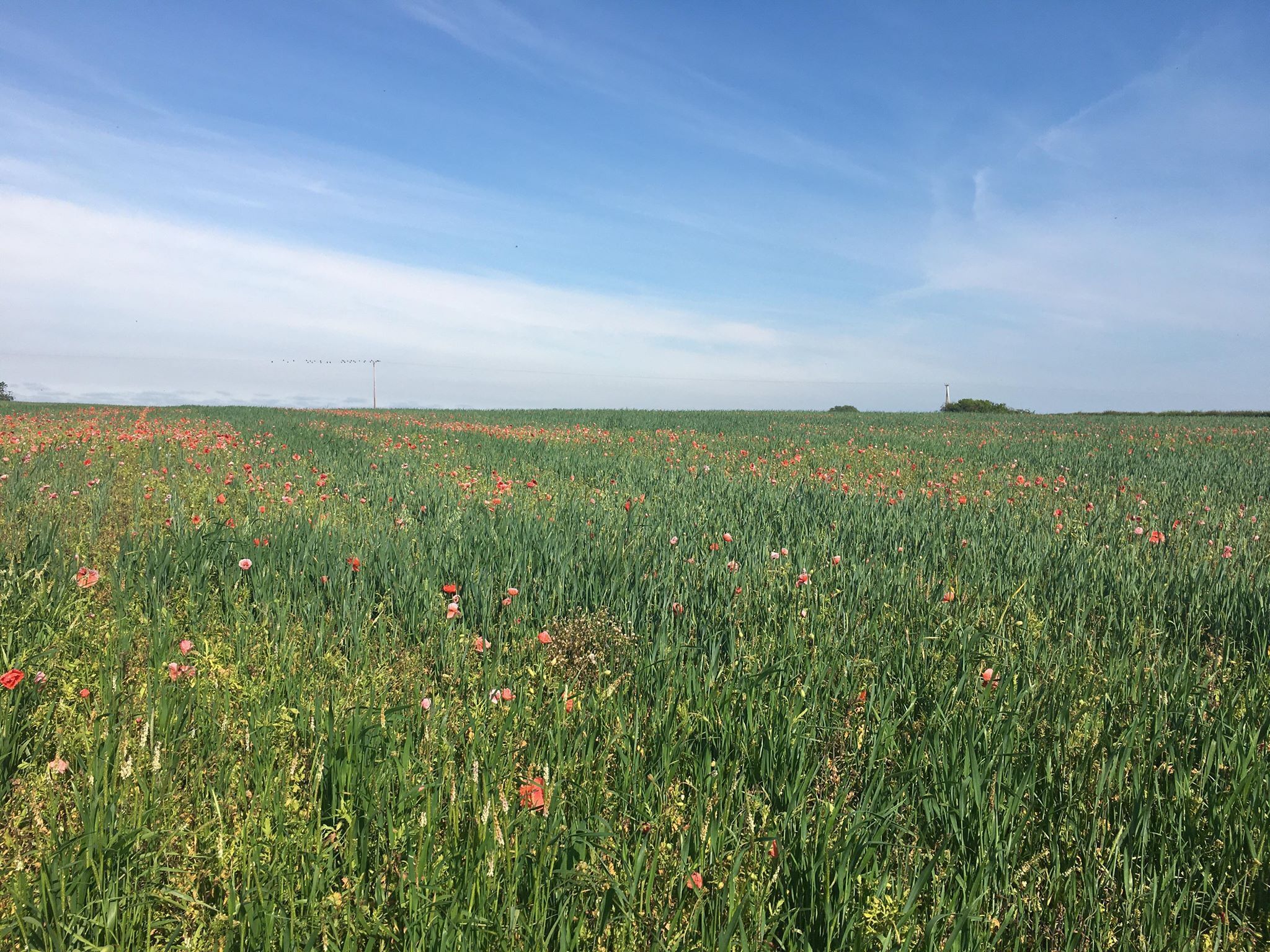 A field of red poppies under a clear sky.