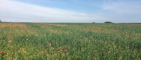 A field of red poppies under a clear sky.