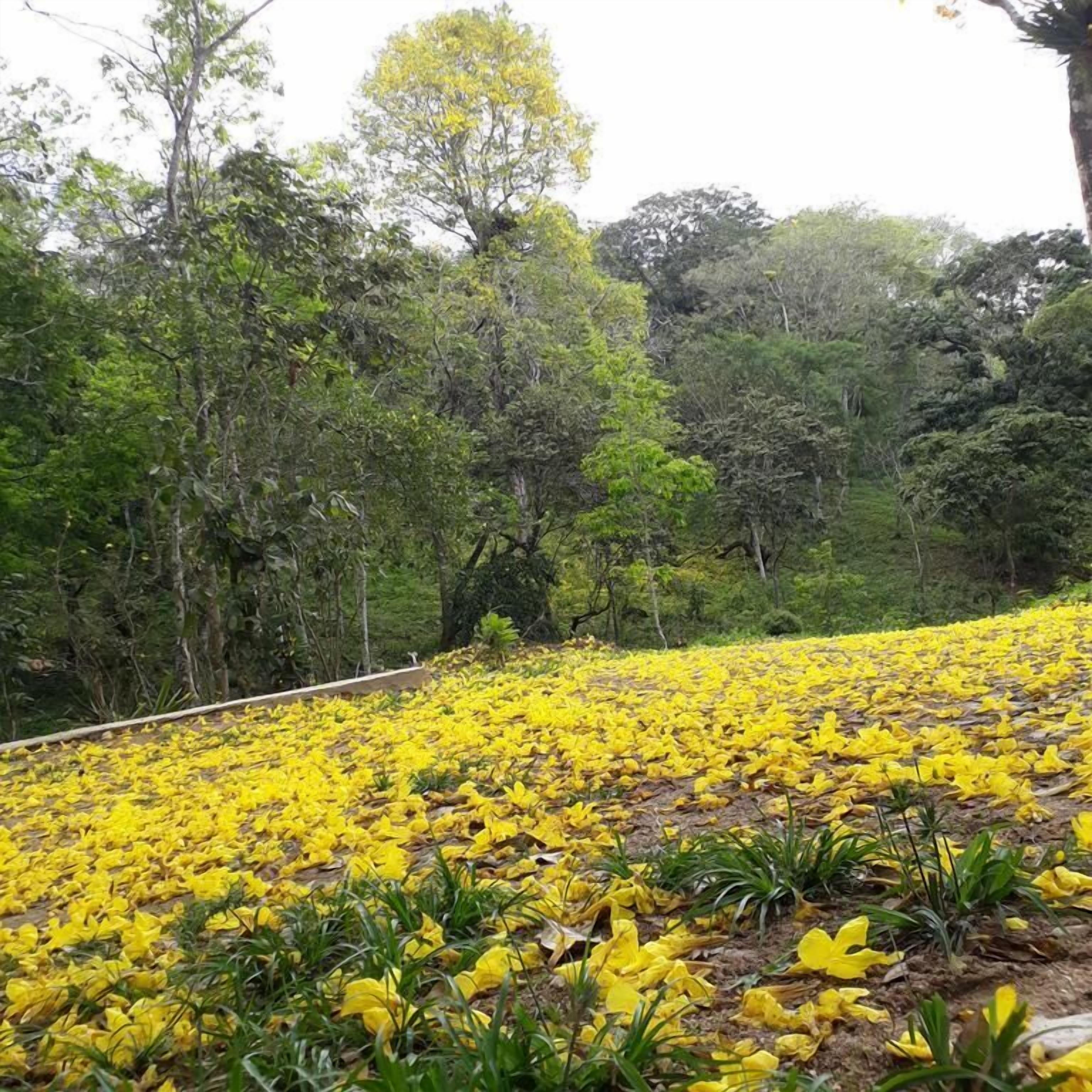 A field of yellow flowers with a pathway and trees in the background.