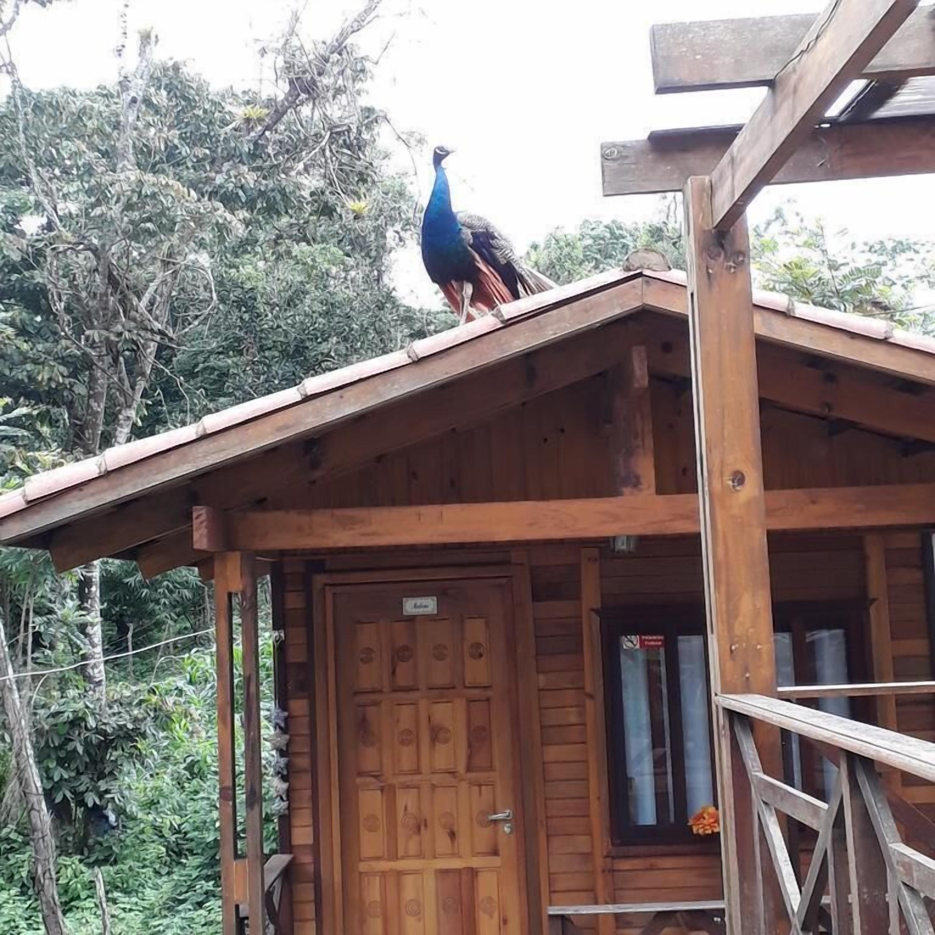 Individualmente decorados, escrivaninha