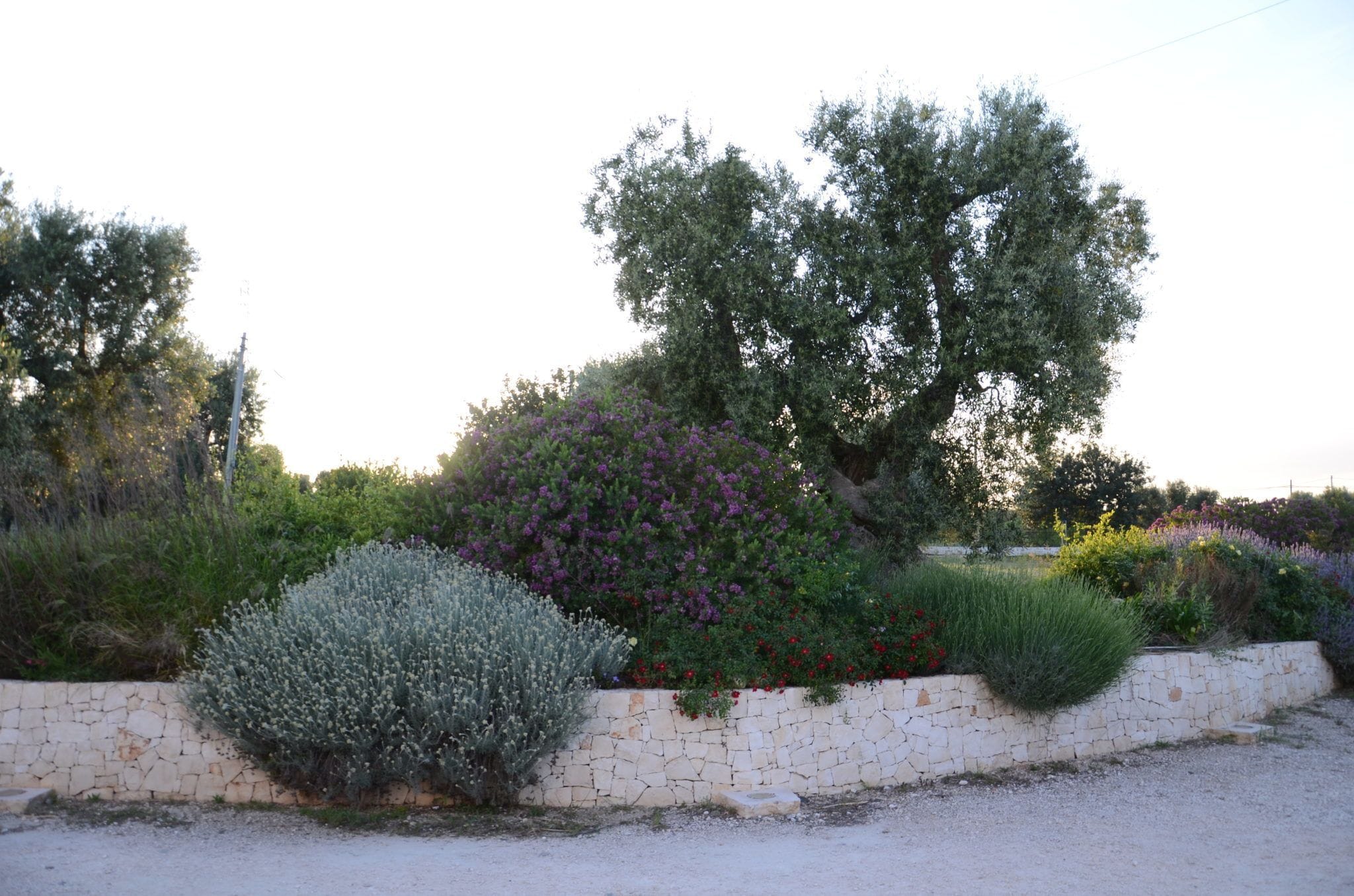 Un jardín con diversas plantas y un muro de piedra.