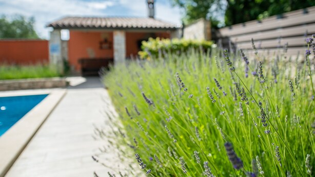 A swimming pool with a tiled deck, surrounded by lush green plants and a building with a tiled roof in the background. - Stylish villa ****, pool, 2.5 km from the sea, barbecue, WiFi, free WiFi (Segotici)