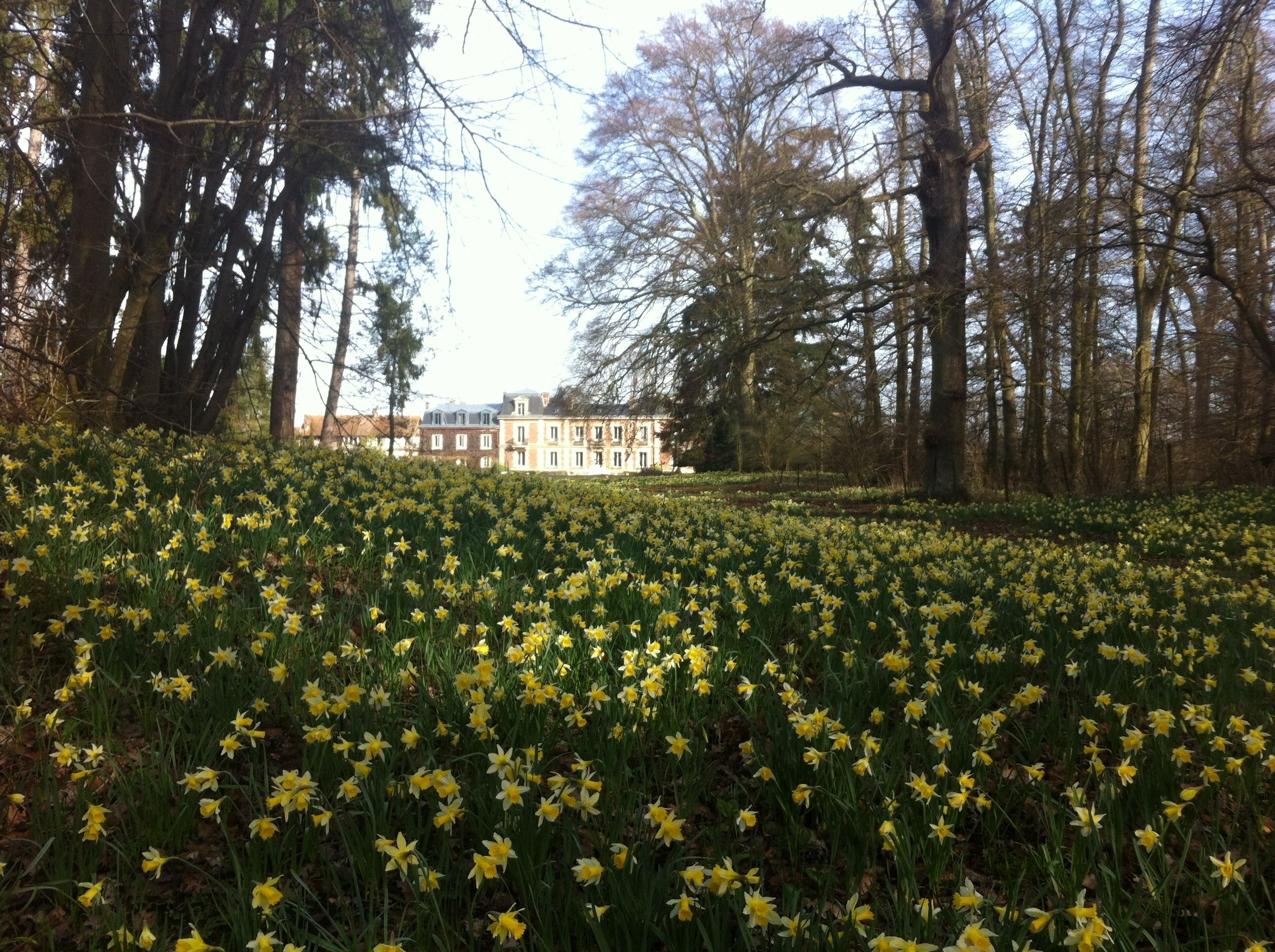 Un campo de narcisos amarillos frente a un edificio con múltiples ventanas y fachada de ladrillo.