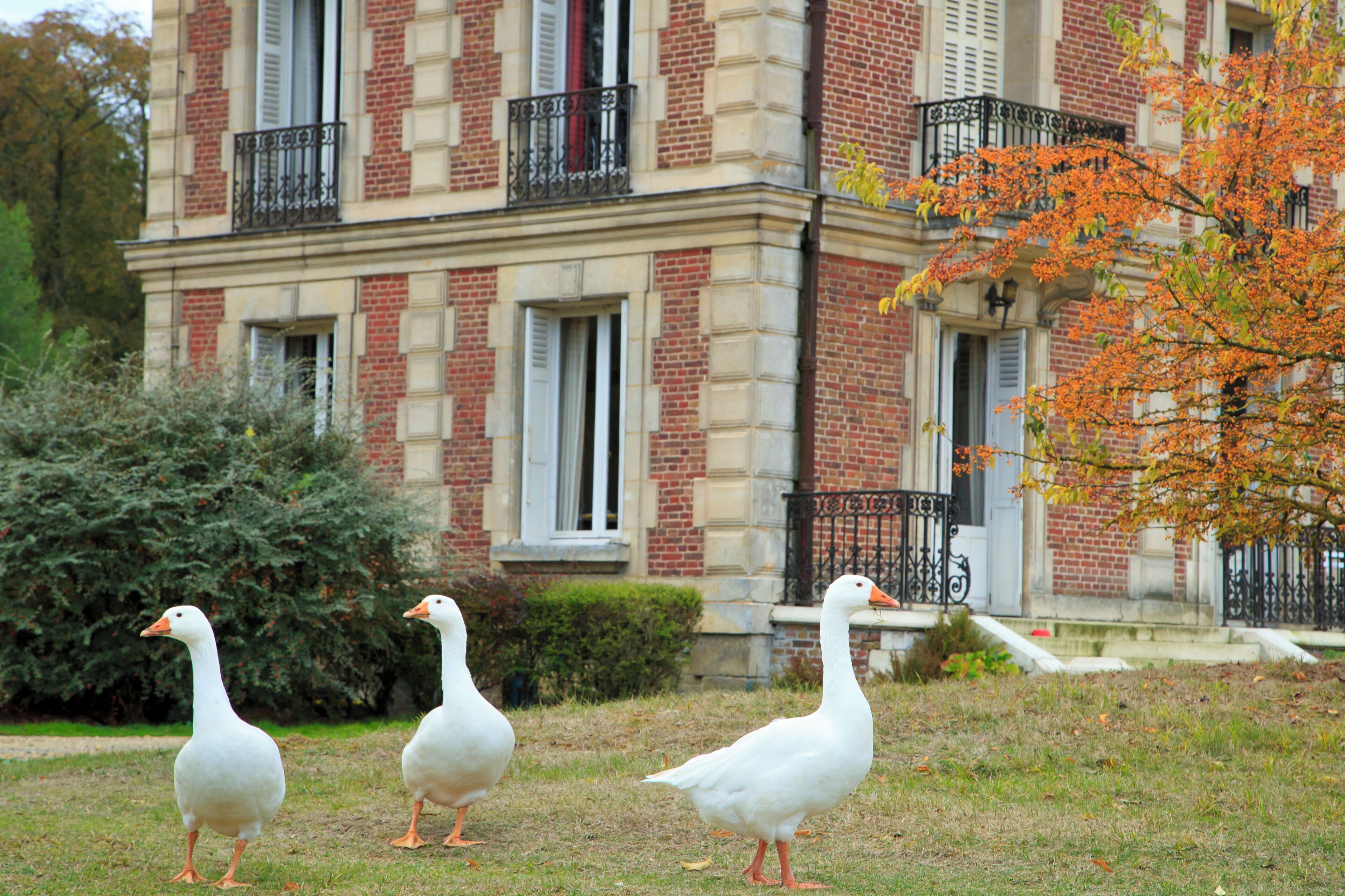 Three geese on a grassy area in front of a building with brick walls and white shutters.