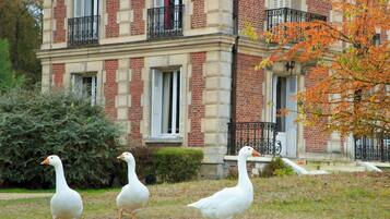 Three geese on a grassy area in front of a building with brick walls and white shutters.