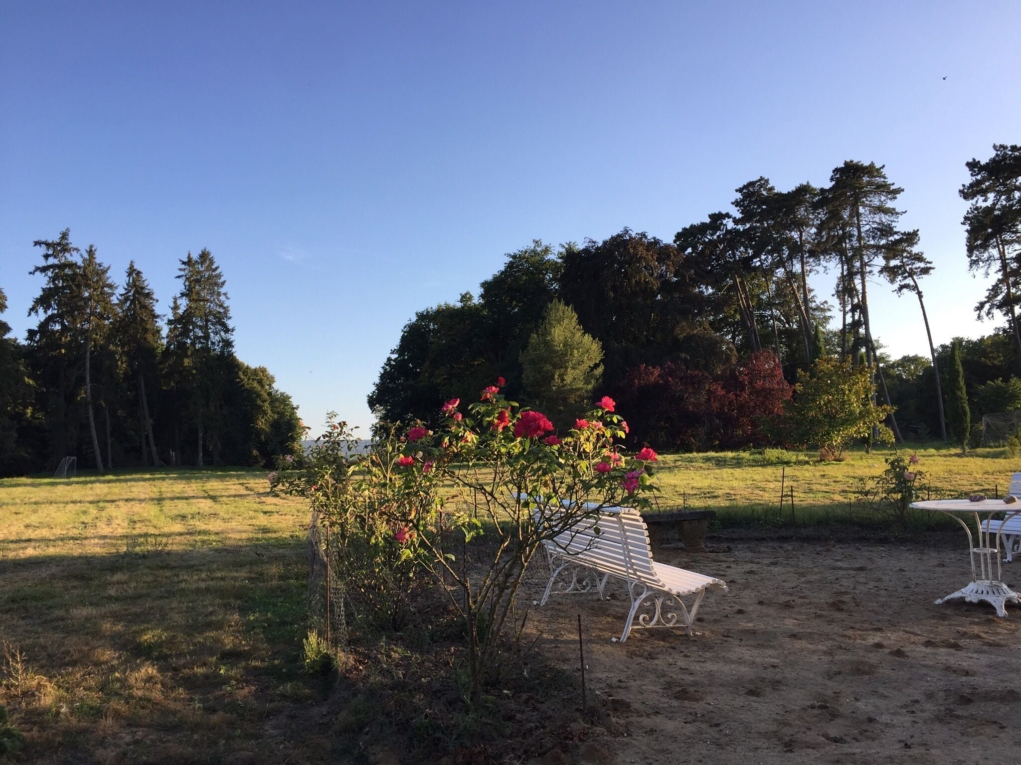 Un banco en un área verde, con un árbol y flores cerca.