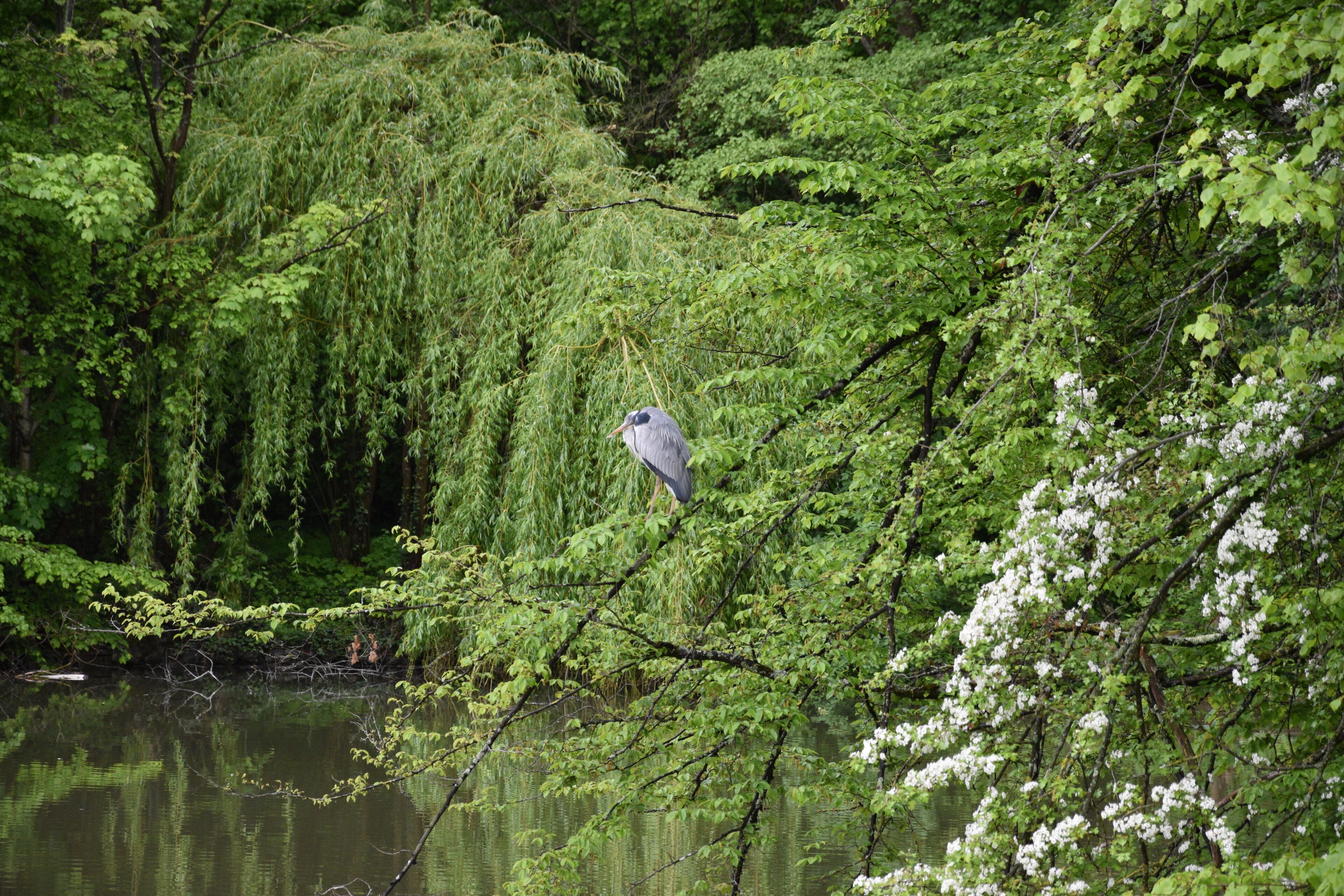 En naturlig omgivelser med en fugl siddende på en gren, omgivet af frodig vegetation og et vandområde.