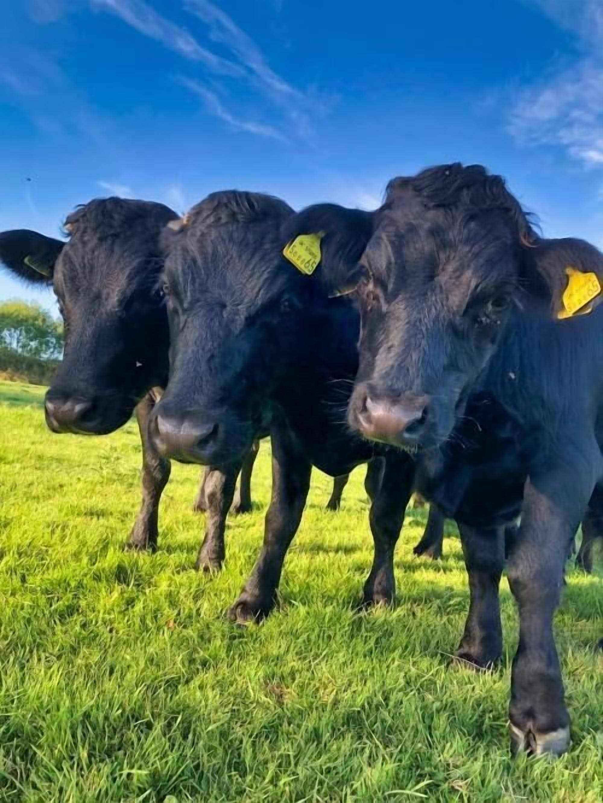 Drei schwarze Kühe mit gelben Ohranhängern stehen auf einer grünen Wiese.