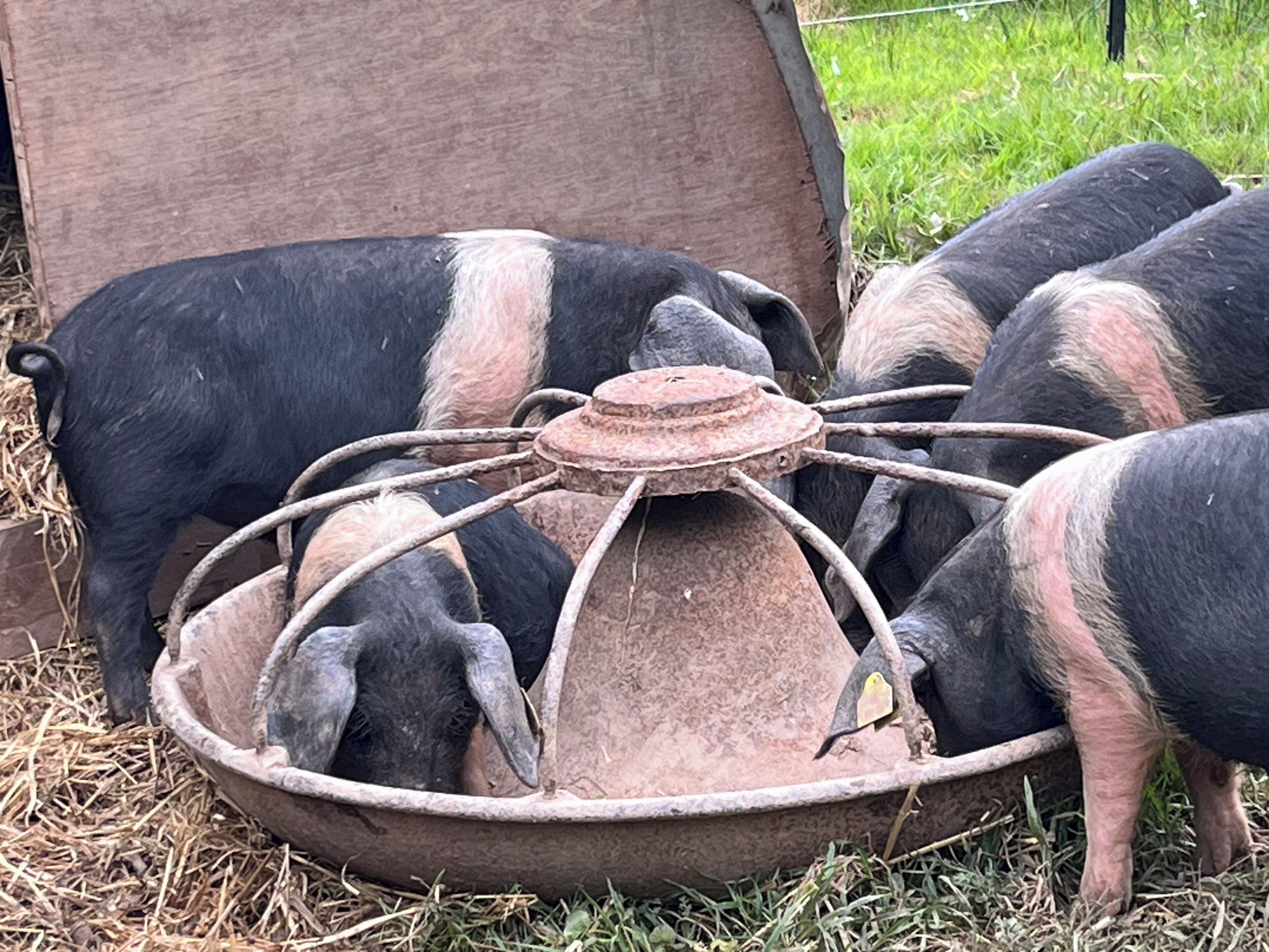 Eine Gruppe Schweine in einem Metalleimer mit Heu.