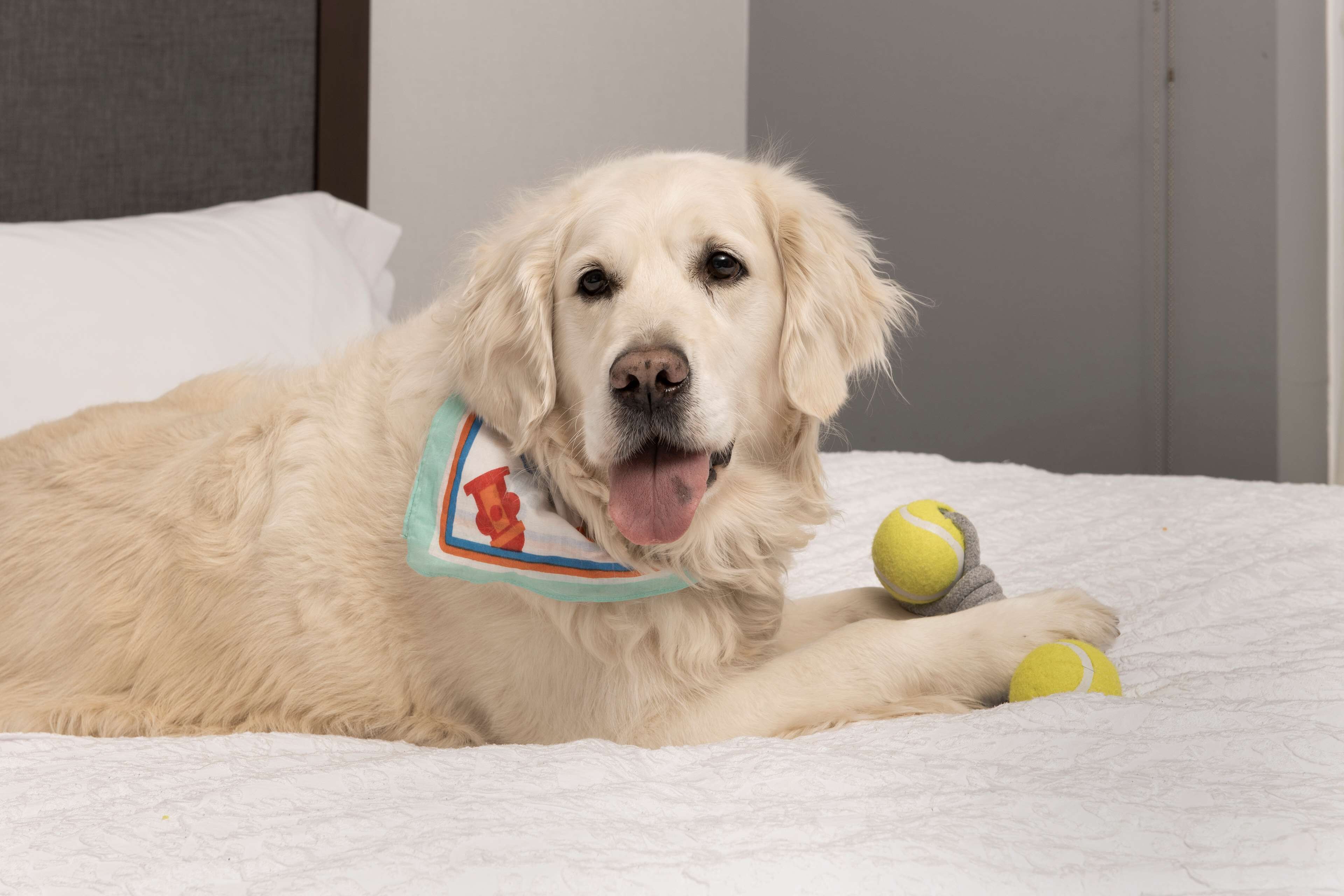 A dog lying on a bed with a tennis ball and a toy.