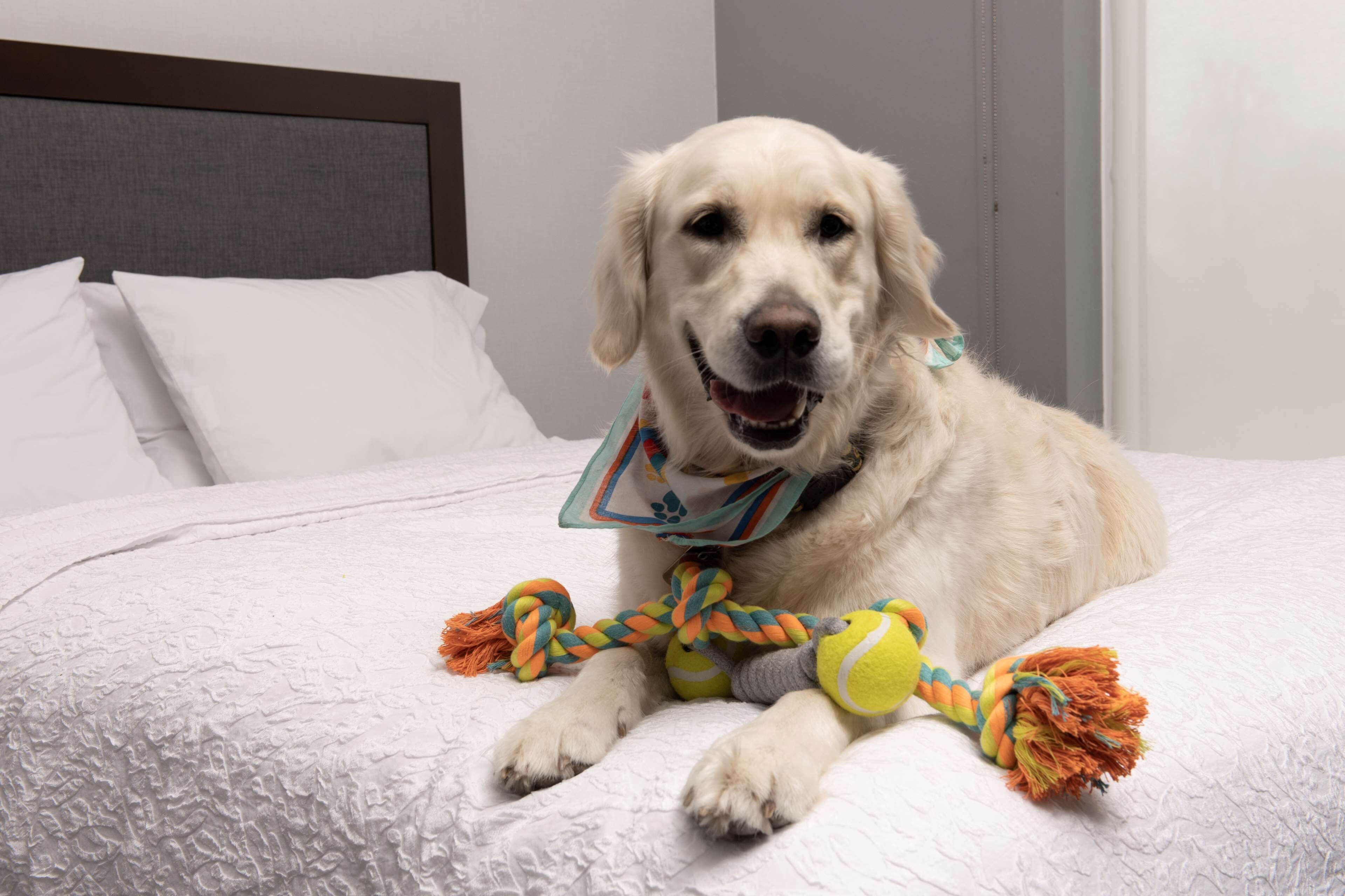 A dog lying on a bed with a colorful toy.