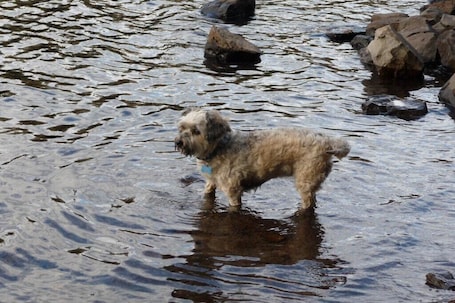 Pet-friendly. Country Cottage - Family- pet friendly Getaway!!!