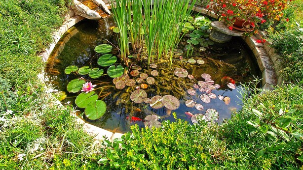 Un bassin de jardin orné de nénuphars, une petite cascade et une végétation luxuriante tout autour.