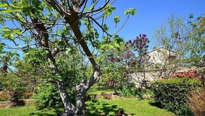 A garden with a tree, grass, and a stone wall in the background. - Apartment 792 (Pula)