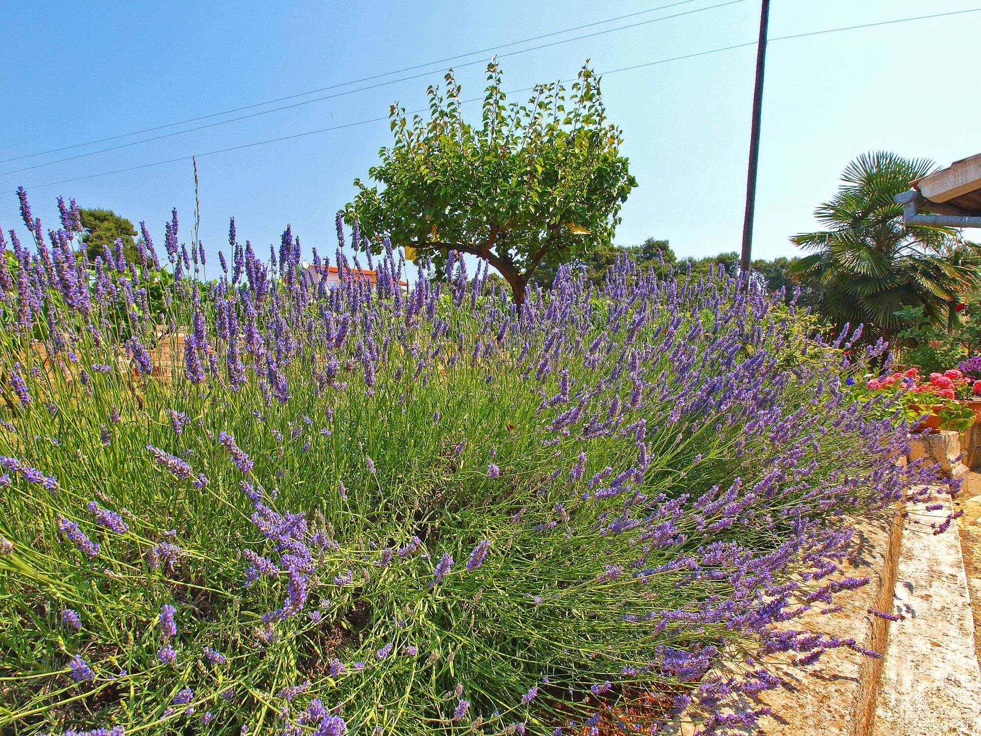 A garden with lavender plants and a tree.