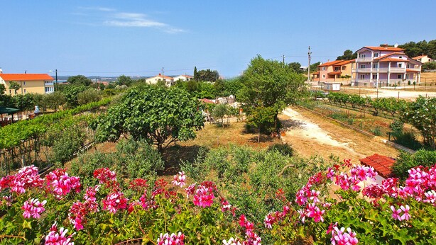 A vineyard with rows of grapevines and a dirt path. - Apartment 895 (Medulin)