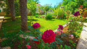 A garden with red roses, a palm tree, and various other plants. - Apartment 959 (Vodnjan)