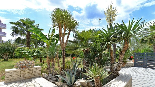A landscaped garden with palm trees, cacti, and a stone pathway. - Apartment 1376 (Fazana)