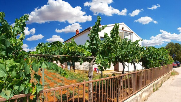 A vineyard with rows of grapevines, a white building with a red roof, and a metal fence along a paved path. - Apartment 1468 (Fazana)