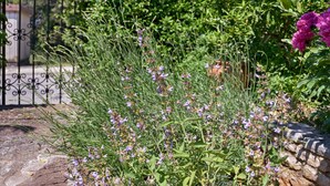 A garden with a variety of plants and flowers, including purple and pink blooms, and a metal fence in the background. - Apartment 1642 (Pula)