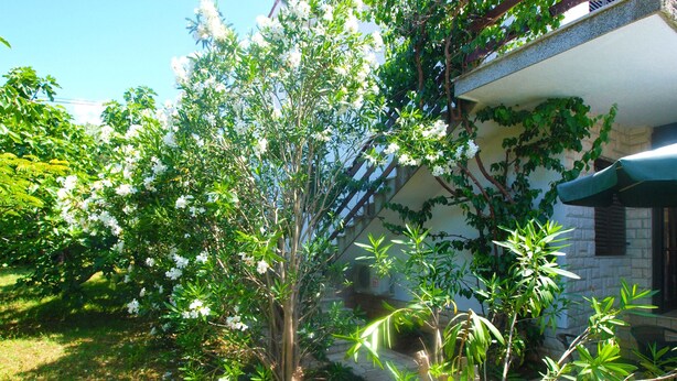 Un jardin avec différentes espèces de plantes et un bâtiment en pierre surmonté d’une marquise verte.