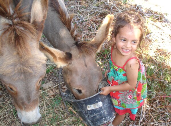 A person feeding a horse from a bucket.