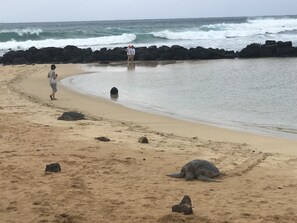 Playa en los alrededores, camastros y toallas de playa 