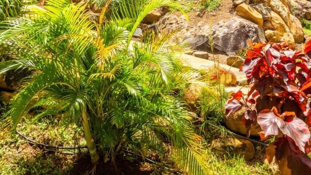 Uma casa moderna com fachada de madeira, rodeada por vegetação tropical exuberante e um jardim bem cuidado.