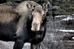 Exterior -  Denali Wildlife Wolf Cabin  Luxury with a touch of Rustic..  (Healy)