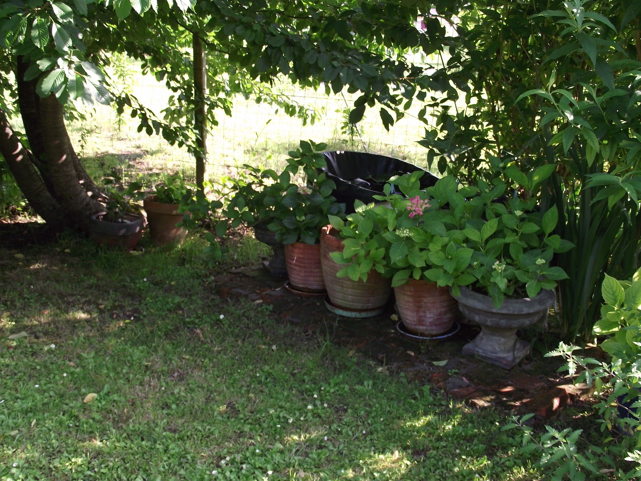 Un jardín con plantas en macetas dispuestas bajo un árbol.