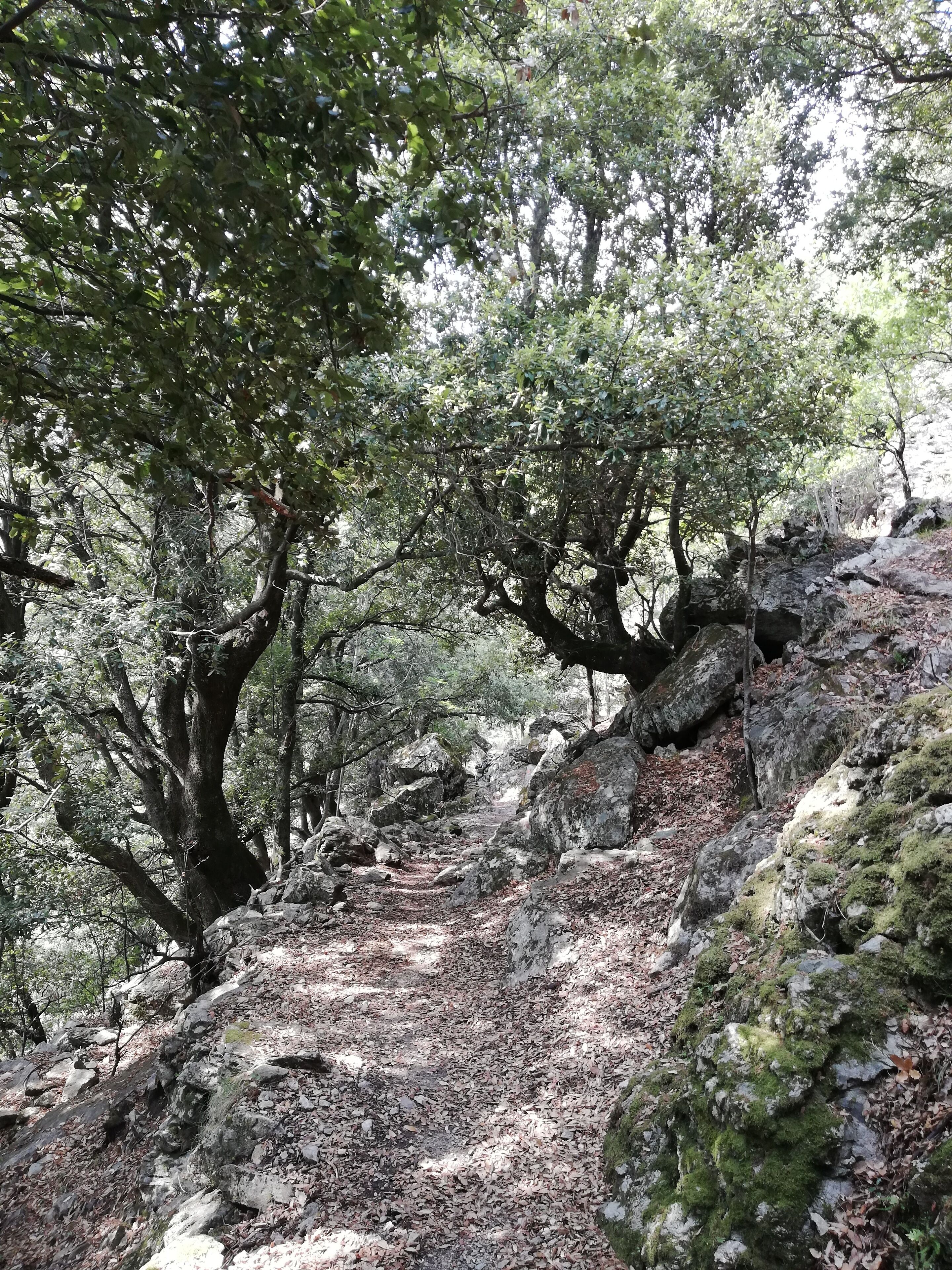 Sentiero escursionistico immerso nel bosco, con grandi rocce e alberi.
