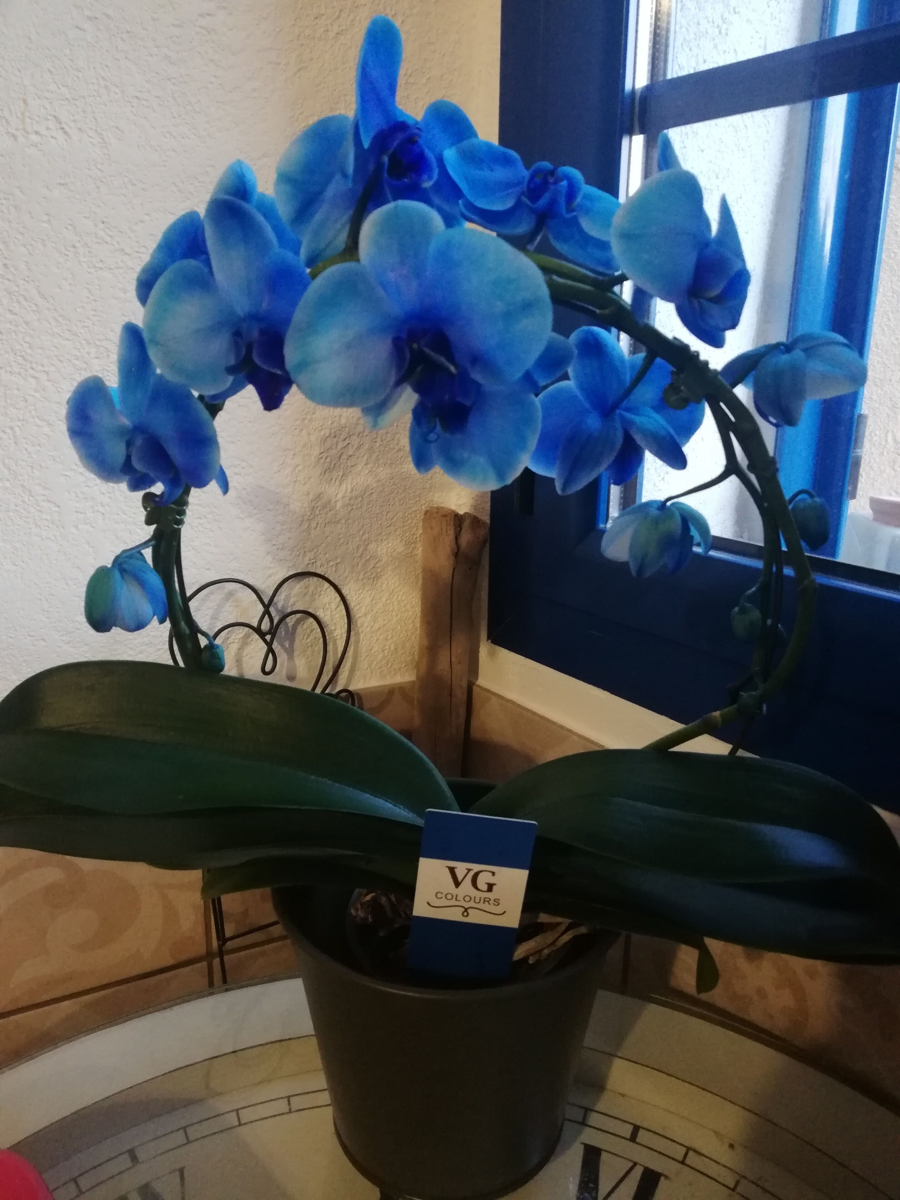 Een potorkidee met een label in een kamer met een betegelde vloer en een raam op de achtergrond.