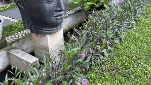 Uma área de jardim com esculturas de cabeça de Buda e vegetação exuberante.