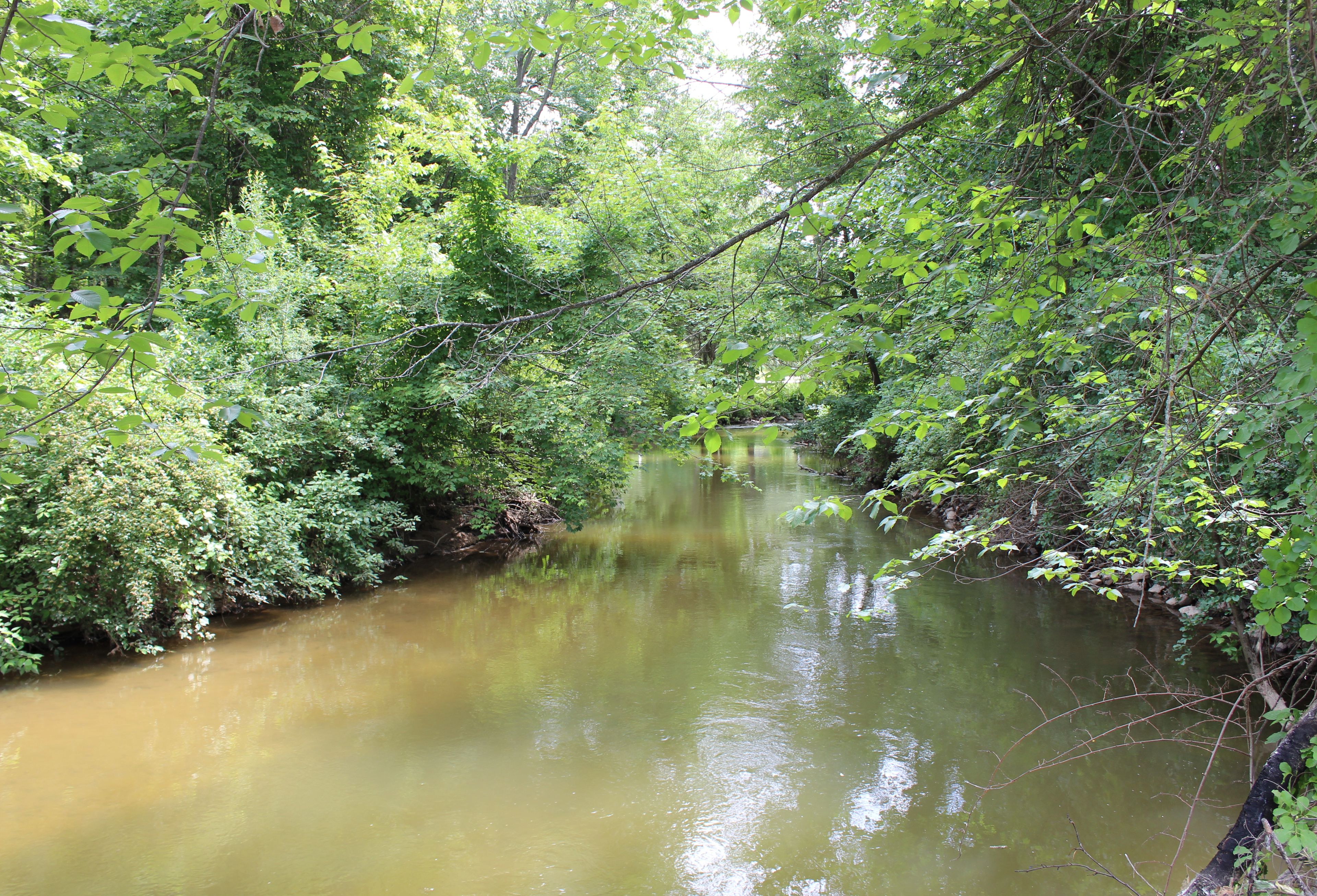 A river surrounded by dense green foliage.