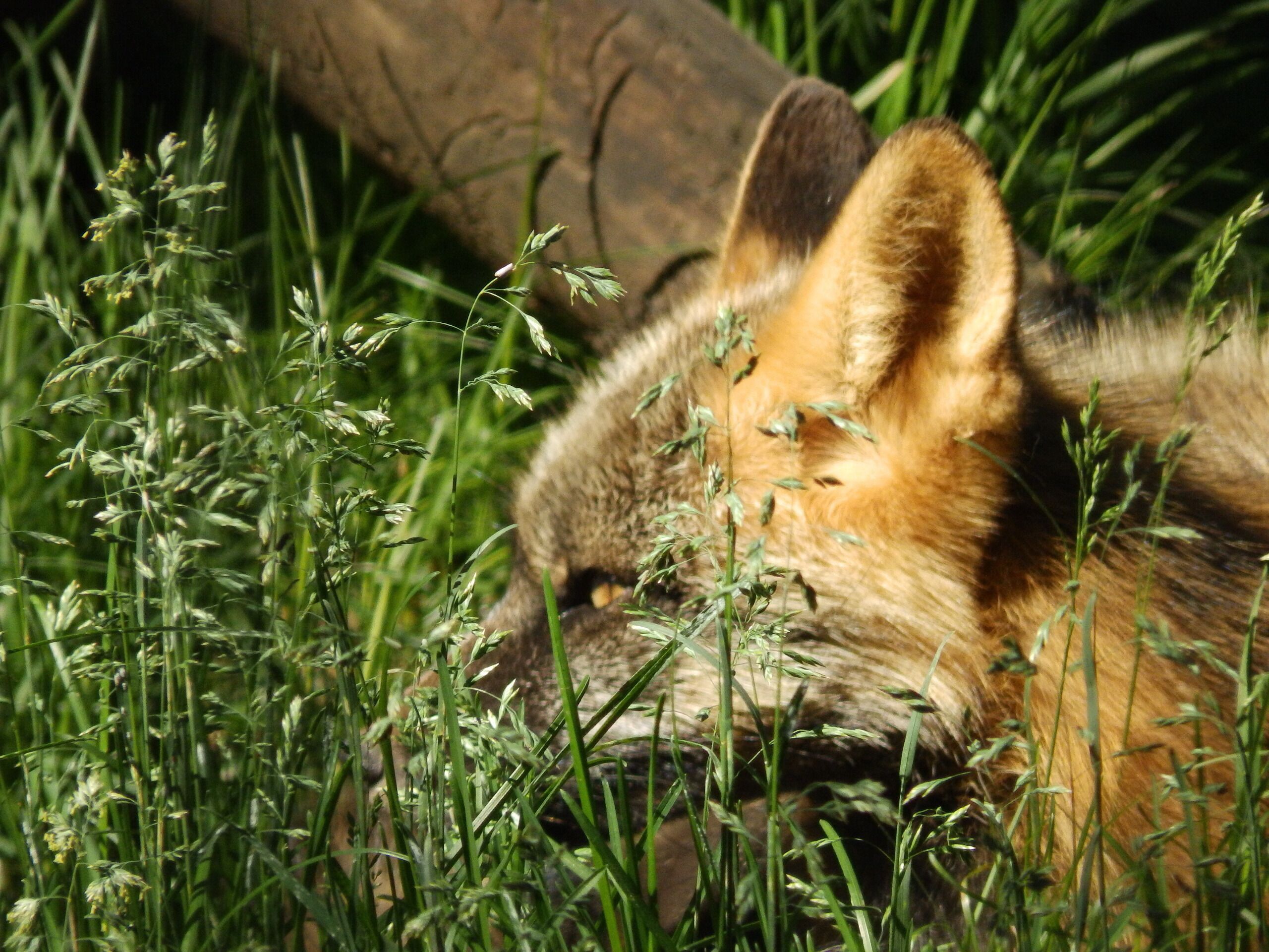 A fox lying in tall grass.
