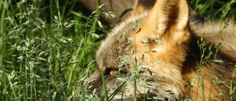 A fox lying in tall grass.