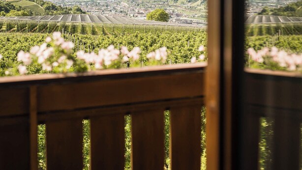 Une vue sur un vignoble, aperçue à travers une fenêtre, avec un banc en bois au premier plan.