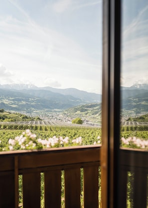 A vineyard view through a window with a wooden bench in the foreground.