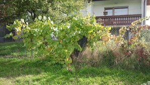 A garden with a grapevine, grass, and a building in the background. - Apartment for up to 6 people, beautiful view (Hunderdorf)