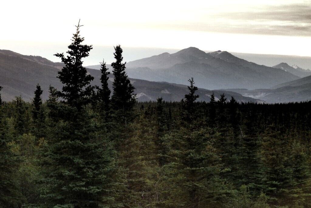  Denali Wildlife Grizzly Cabin Luxury with a touch of Rustic.. 