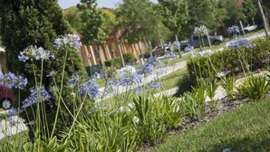 A residential street with a row of houses, a sidewalk, and a grassy area with blue flowers.