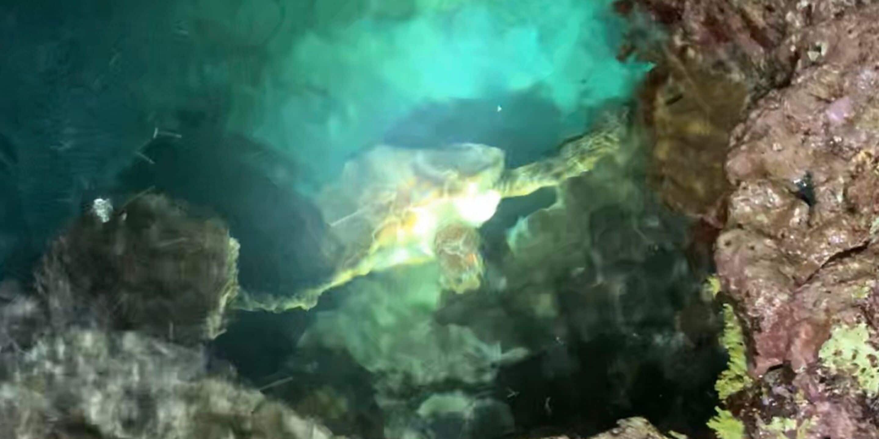 A turtle swimming in clear water with rocks and algae.
