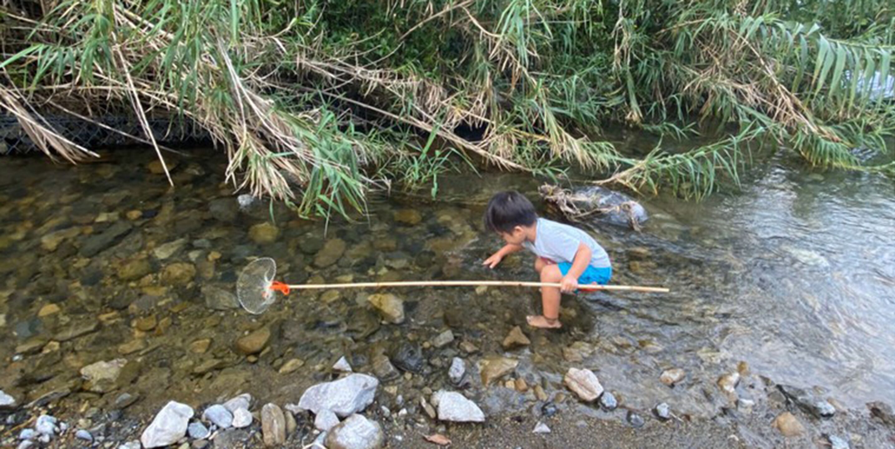 A child playing in a shallow stream with rocks and vegetation around.