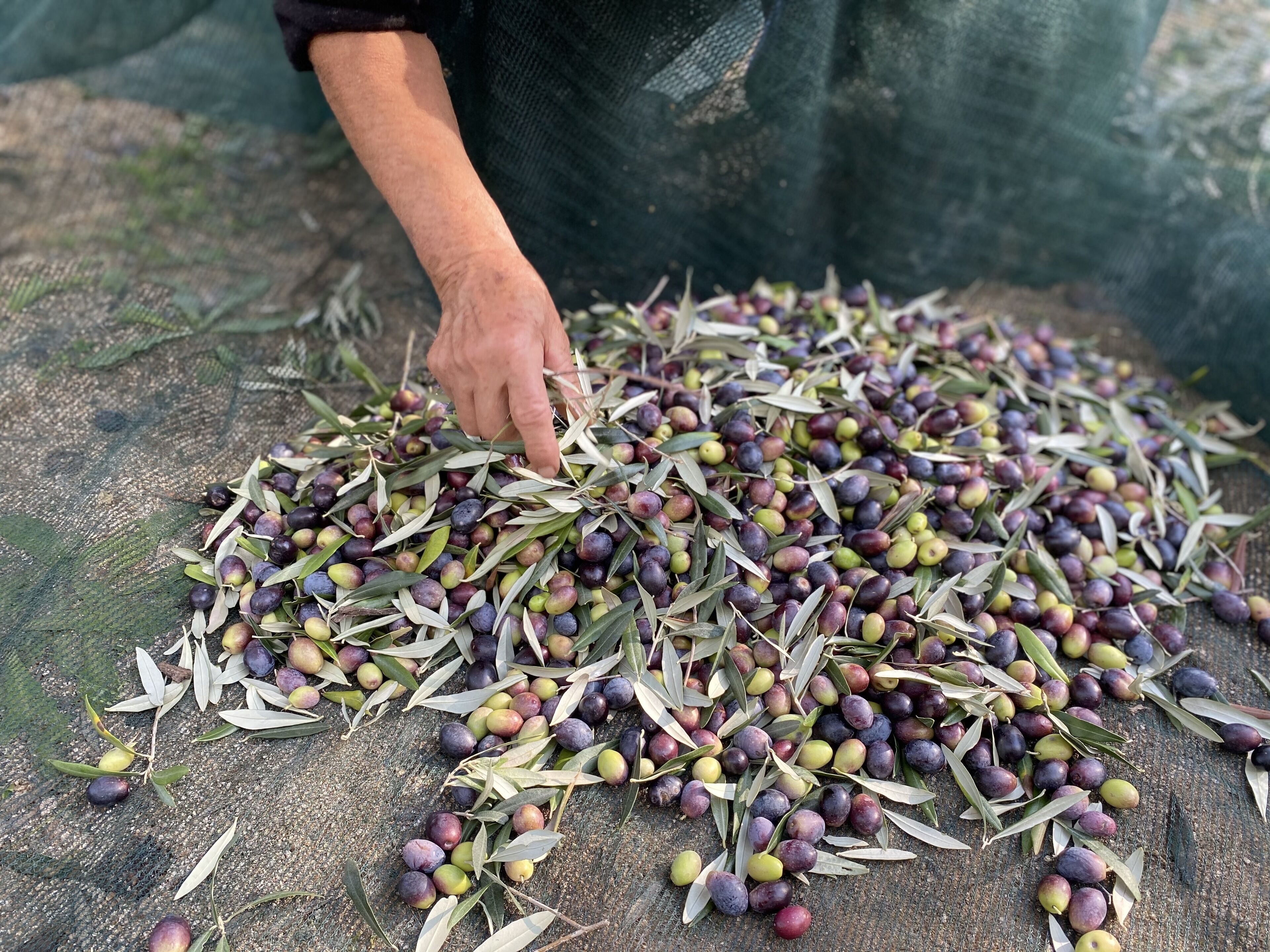 Olives and olive branches on a textured surface.