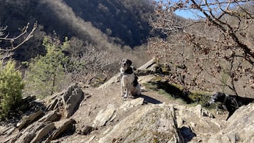 Ein Hund auf einem steinigen Pfad vor einer Bergkulisse.
