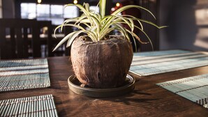 Una planta en maceta sobre una mesa de madera con un posavasos tejido.